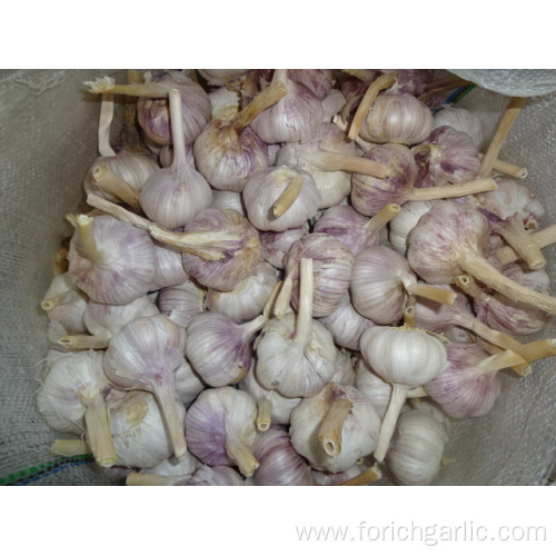 New Normal White Garlic Jinxiang